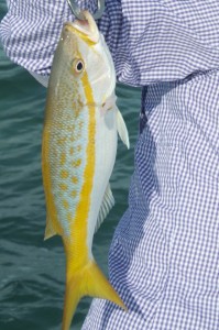 Yellowtail snapper caught in Key West       